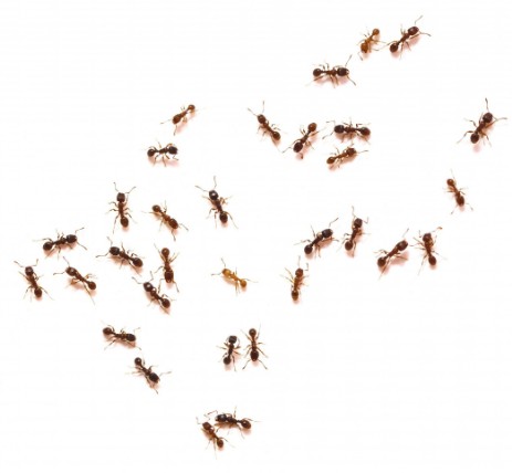 Ameisenvolk freigestellt