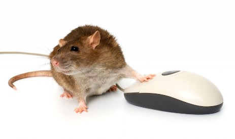 Maus mit Computermaus