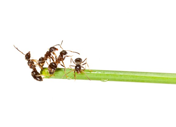 mehrere Ameisen auf grünem Grashalm